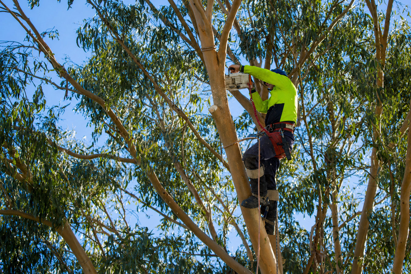Commercial tree service in Los Altos, CA