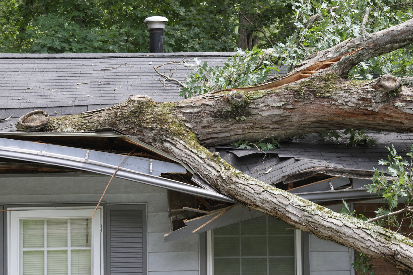 Emergency tree service in Los Altos, CA